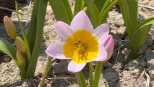 Saxitilis Species Tulip - Bulbs for Fall Planting
