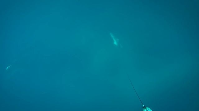 Spearfishing with Sharks (Tigers, White Pointers, Bullsharks) | ADRENO смотреть онлайн