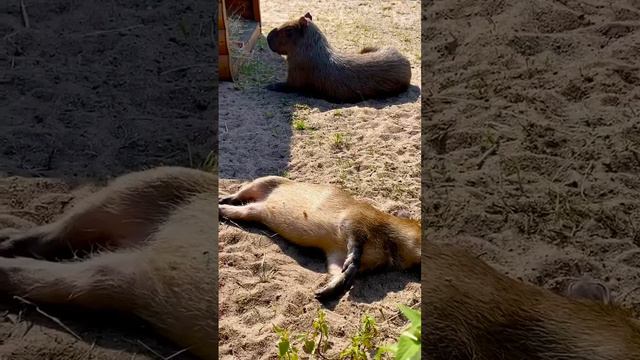 Капибары Ленинградского зоопарка