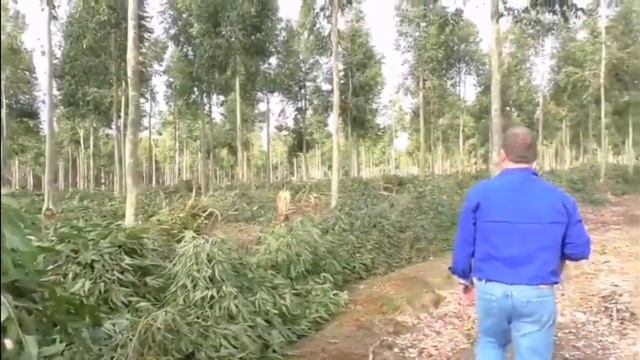 Агролесоводство в Австралии! смотреть онлайн