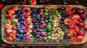 Посадка и уход за черешней