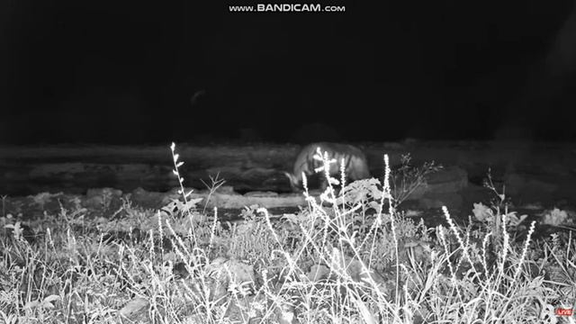 Protel nocą - Africam Ol Donyo 2023.01.17 смотреть онлайн