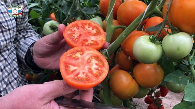 ОЧЕНЬ УРОЖАЙНЫЕ ТОМАТЫ - Томат Жар-птица/ Полезные и мясистые томаты для открытого грунта и теплиц