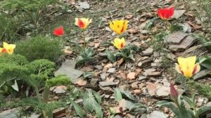 Тюльпан Грейга (Tulipa greigii). Ущелье Беркара. Хребет Сырдарьинский Каратау. Жамбылская область.