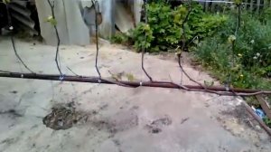 Размещение куста винограда на шпалере