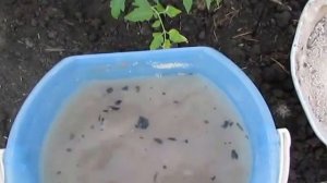 Зола - лучшее удобрение для сада и огорода.
