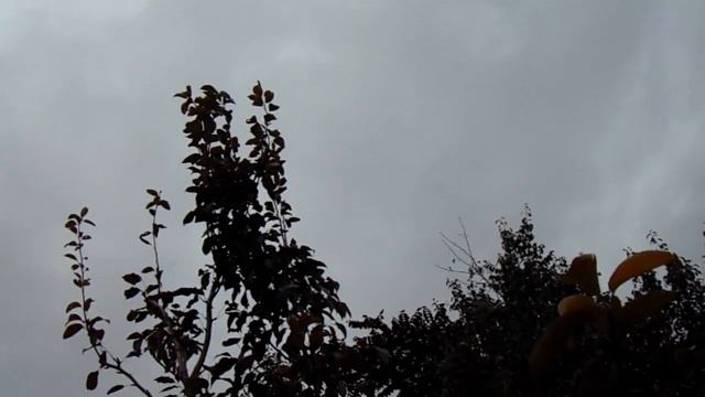 Сладкие Груши в сибирском саду В. Железова? - вам снятся! смотреть онлайн