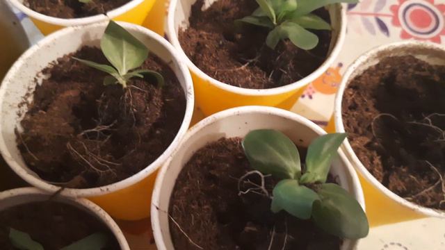 эустома переезжает в новые квартирки 😊👍 смотреть онлайн