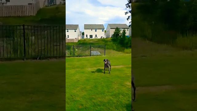 #weimaraner #football #heatwave смотреть онлайн
