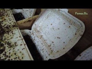 Улиточная ферма   -  Маточник улиток  -  Субсидии на улиток.