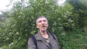 СНЫТЬ обыкновенная , когда собирать? Пищевая ценность сныти.