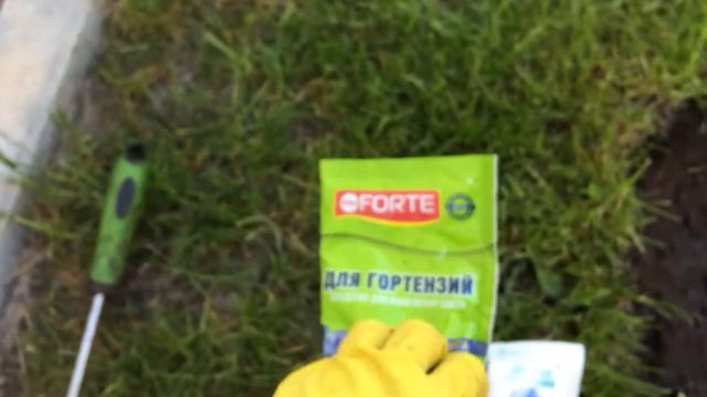 Как лечить хлороз у гортензий. Начинаем профилактику хлороза у гортензий с весны #гортензии #хлороз