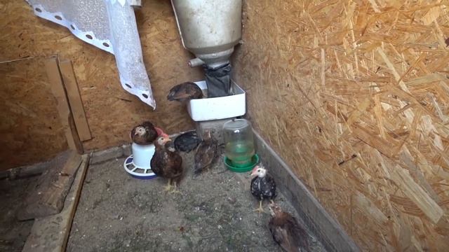 НЕИЗБЕЖНЫЕ ПОТЕРИ ПОРОСЯТ ПОСЛЕ ОПОРОСА смотреть онлайн