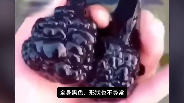 沒人會相信如果這些未知生物沒有被攝影機拍下神秘地球盤踞著人類從未見過的奇怪生命 探索旅行號 排名 冷知識 Top10 世界之最 地球最TOP 未知生物 動物世界