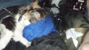 песня про мою кошку мусю