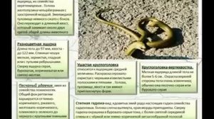 Презентация на тему заповедник "Черные земли"