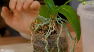 Орхидеи - это не страшно! Орхидея фаленопсис в домашних условиях