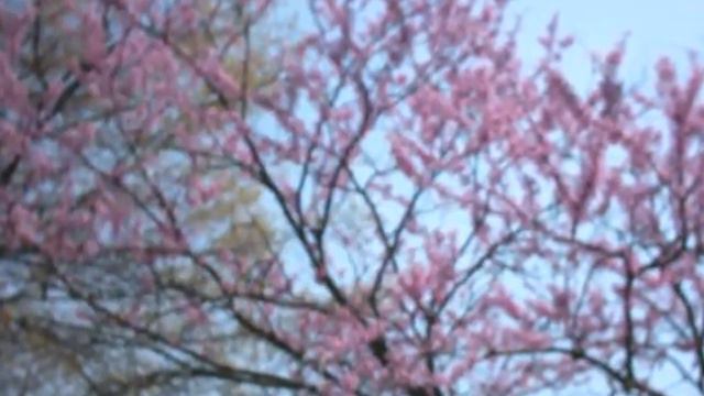 Flower Power смотреть онлайн