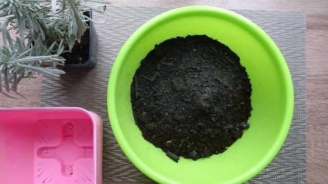 Растет ли лаванда в горшке? 4 важных этапов содержания в доме