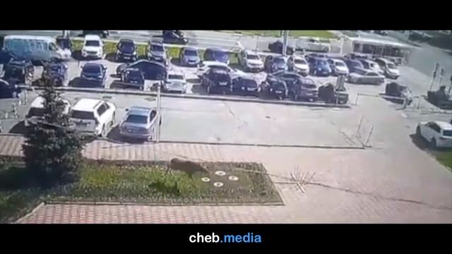 Лось бежит по улицам Чебоксар. Май 2020 смотреть онлайн