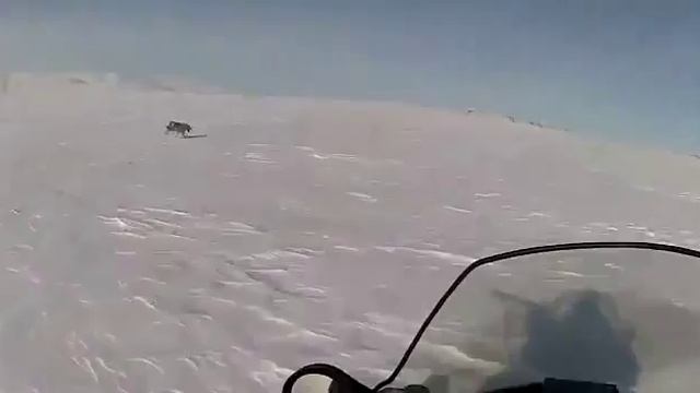 Охота на волка а Казахстане смотреть онлайн