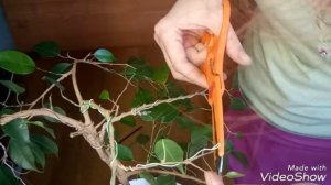 ФИКУС БЕНДЖАМИН. КАК СДЕЛАТЬ БОНСАЙ. ПЕРВАЯ СИЛЬНАЯ ОБРЕЗКА