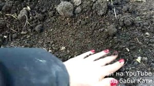 Грунт для рассады, как сделать самому. Хорошая земля для рассады, гарант здоровой рассады.