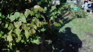 Садоводство Железова.  Посылки из питомника Железовых.mp4