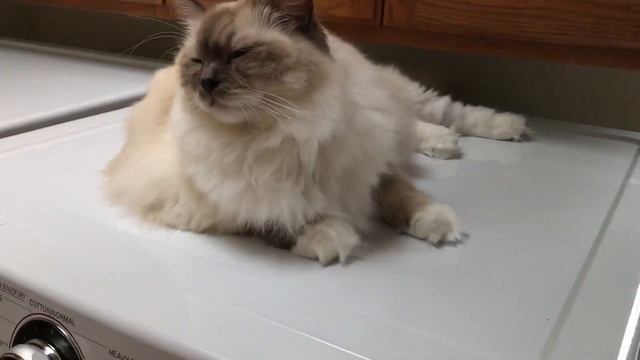 Ragdoll cat - кошка рэгдолл в 2,5 года - или снова мы - и мисс Снежинка смотреть онлайн