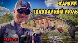 Жаркий голавлиный июль, заключительная часть, или обеденный жор голавля.