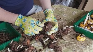 МОЙ СПОСОБ ПОСАДКИ ГЛАДИОЛУСОВ