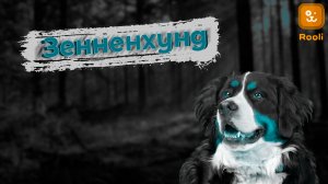 Большие Сердца и Могучие Лапы: Все о Бернском Зенненхунде
