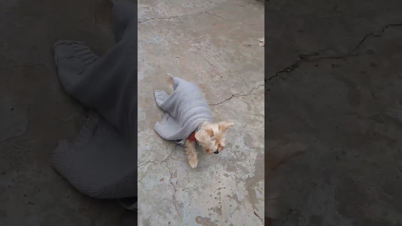 Боня на даче. Похолодало.... смотреть онлайн