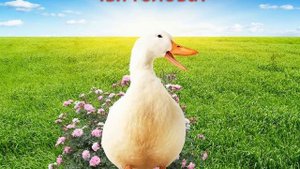 дидактические игры о животных