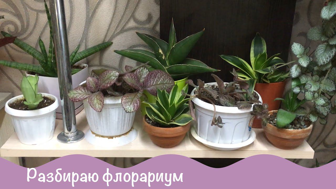Комнатные цветы. Моя вакцинация. Будни цветовода. Разбираю флорариум.