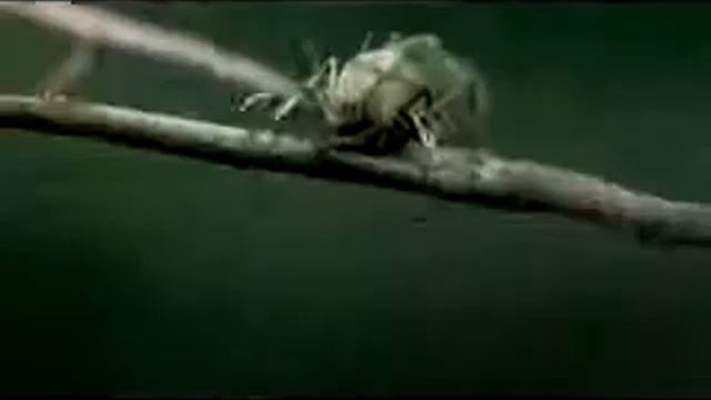 Спасение белки, благодаря шинам смотреть онлайн