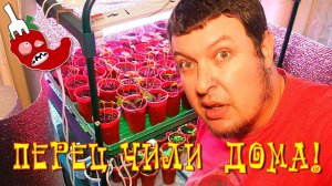 Выращивание острого перца чили дома, отчет по перцам