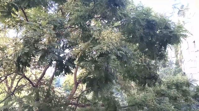 Прекрасный день