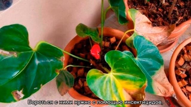 Антуриум — уход в домашних условиях: почему сохнут листья смотреть онлайн