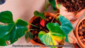 Антуриум — уход в домашних условиях: почему сохнут листья