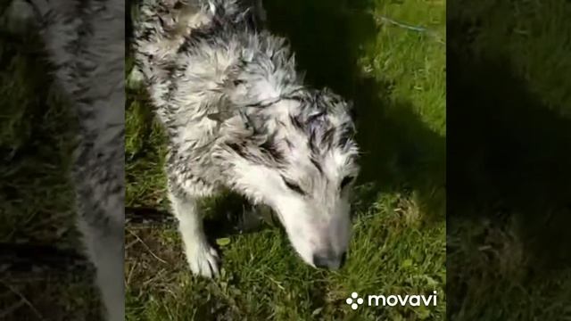 Как отмыть собаку смотреть онлайн