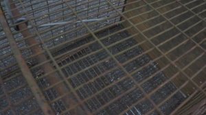 P9040585 ловушка для фазана