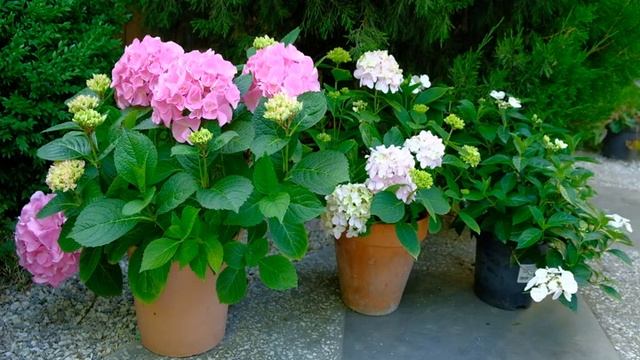 Гортензии в горшках смотреть онлайн