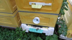 обязательная обработка пчел в июле от клеща Варроа, во время медосбора, как обрабатываю и чем