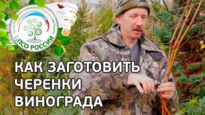Черенки винограда. Как заготовить и сохранить черенки винограда.