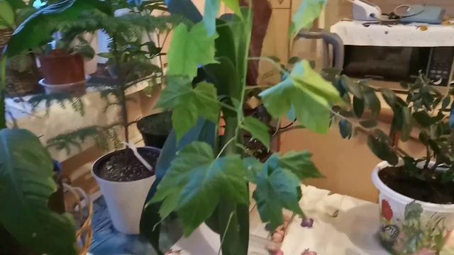 Продолжаю восстанавливать свою домашнюю оранжерейку смотреть онлайн