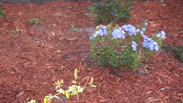 #plumbago Imperial Blue Plumbago/SavvyHomeGarden