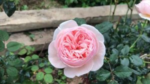 Heritage rose