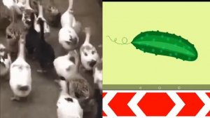 Гуси гуси га га га