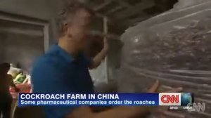 Тараканья ферма в Китае